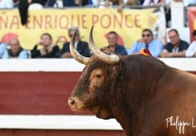 Dax, le corrida de Margé en photos