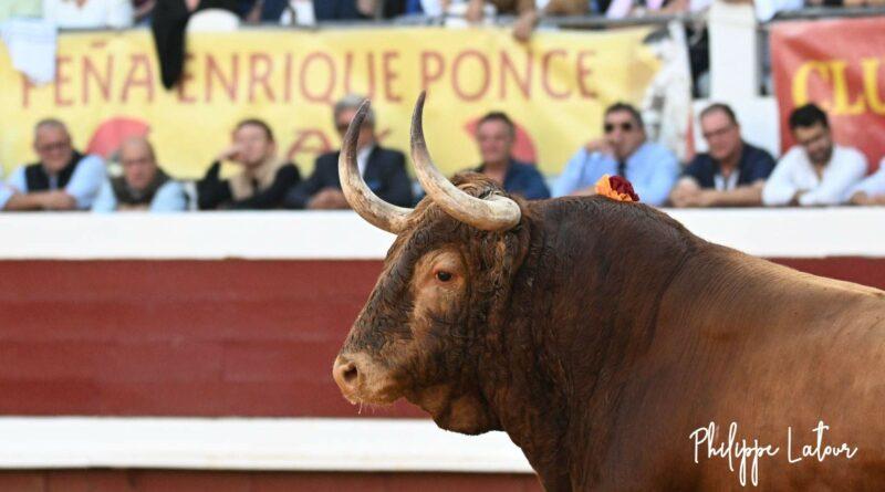 Dax, le corrida de Margé en photos