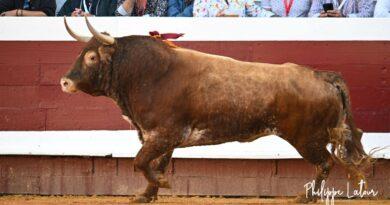 Dax Margé, l’émotion du toro